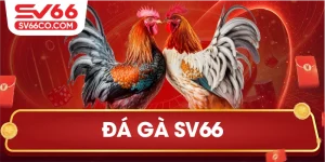 Đá gà tg88