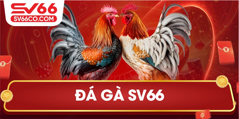 Đá gà tg88 