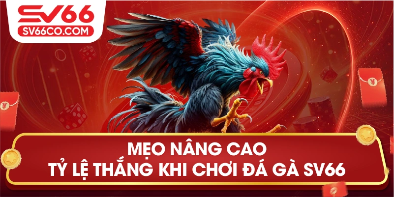 Đá gà tg88 mẹo đá gà chuẩn nhất năm 2026